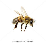 Bee isolated on the white macro of a living insect © Shutterstock. Komerziell. Ohne Rechte Bee isolated on the white macro of a living insect © Shutterstock. Komerziell. Ohne Rechte
